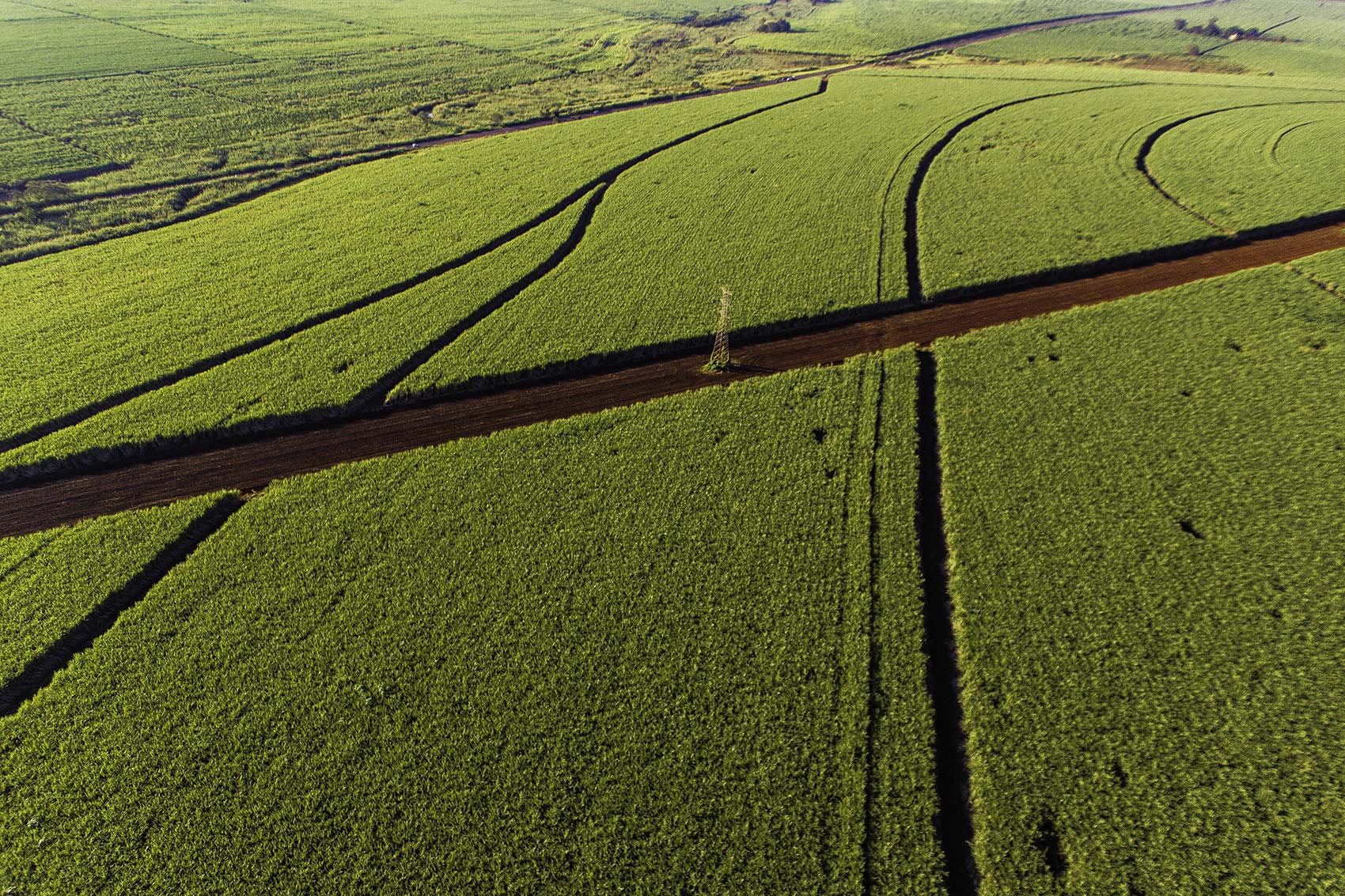 Sugarcane plantation aerial view