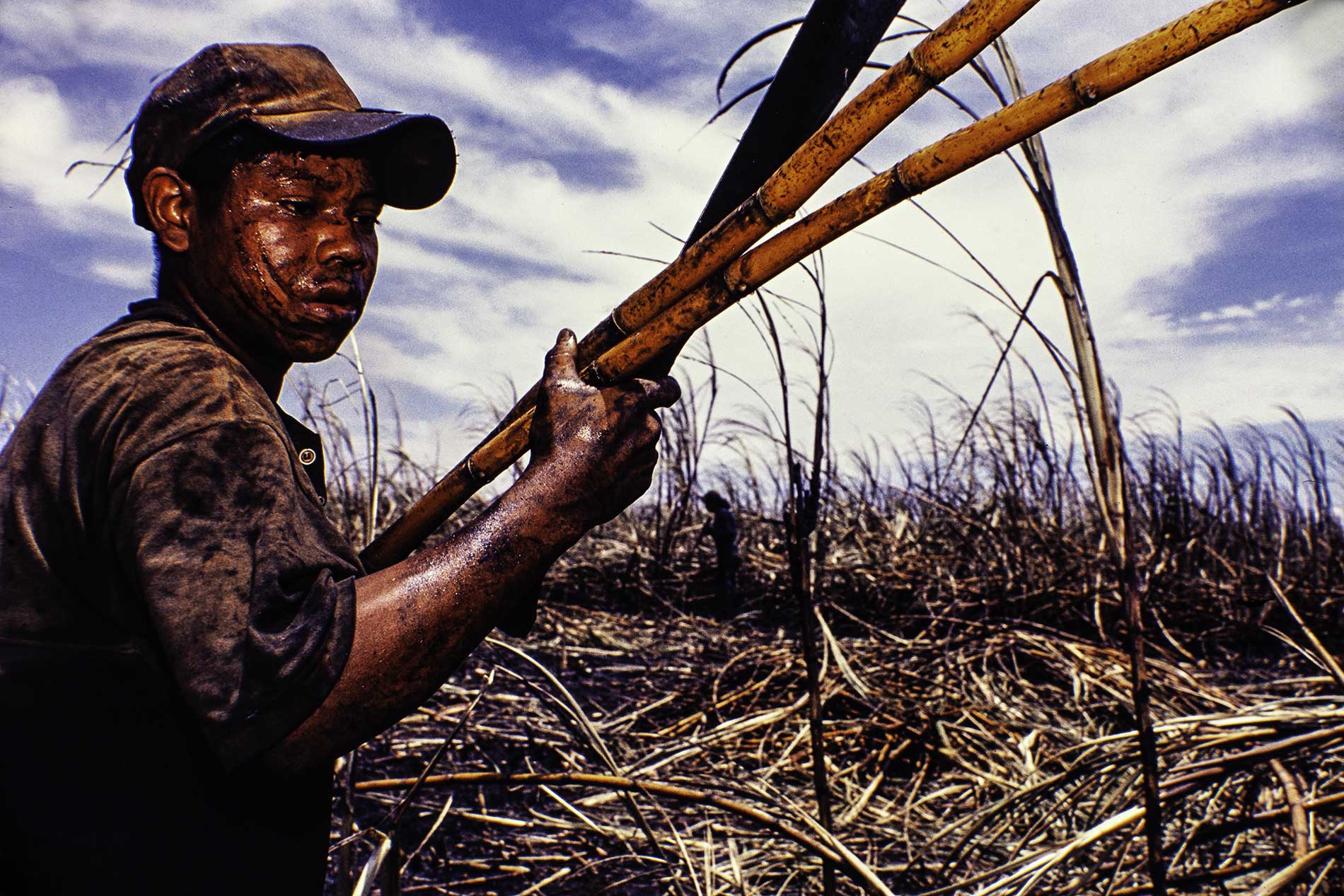 Child labor indigenous boy sugarcane