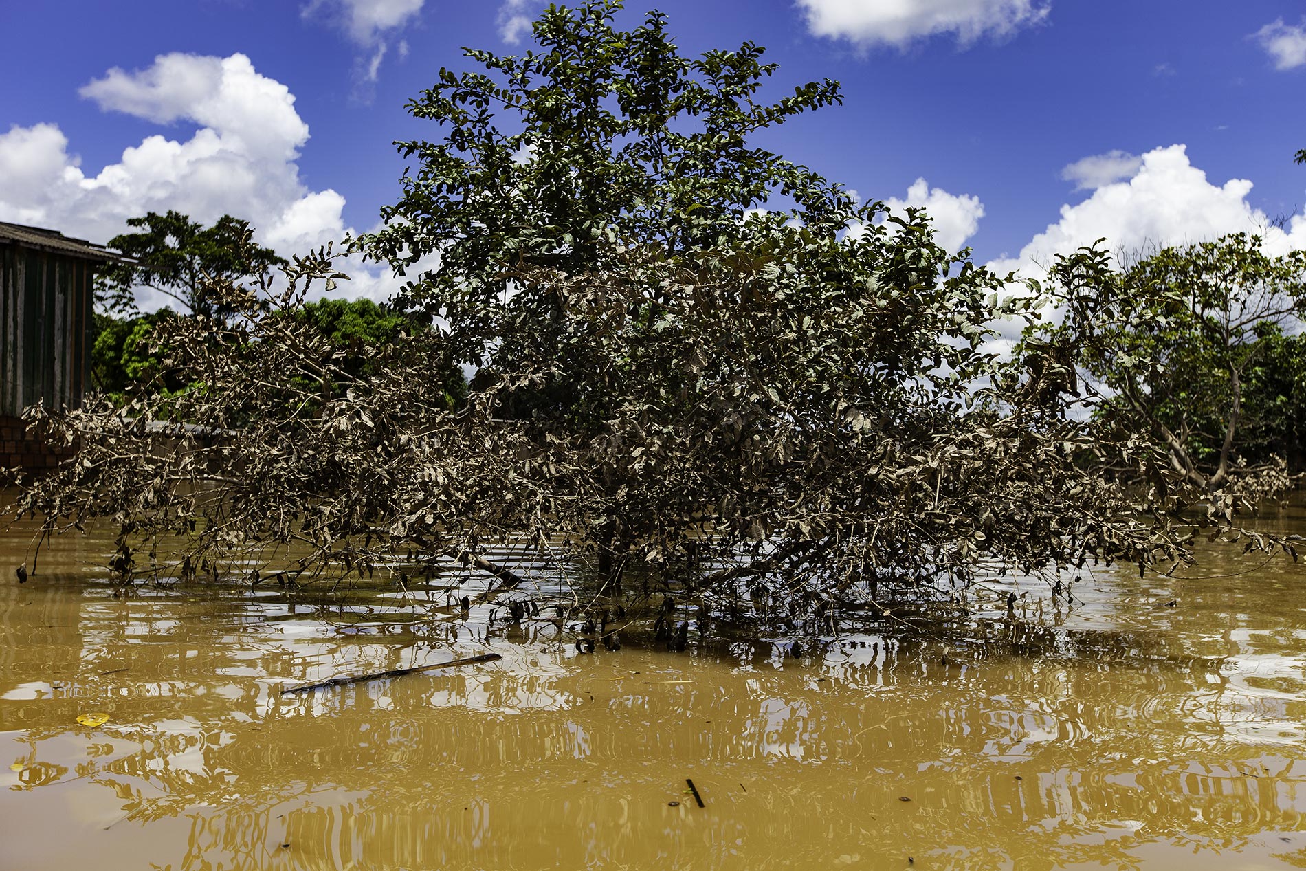 Submerged tree Amazon