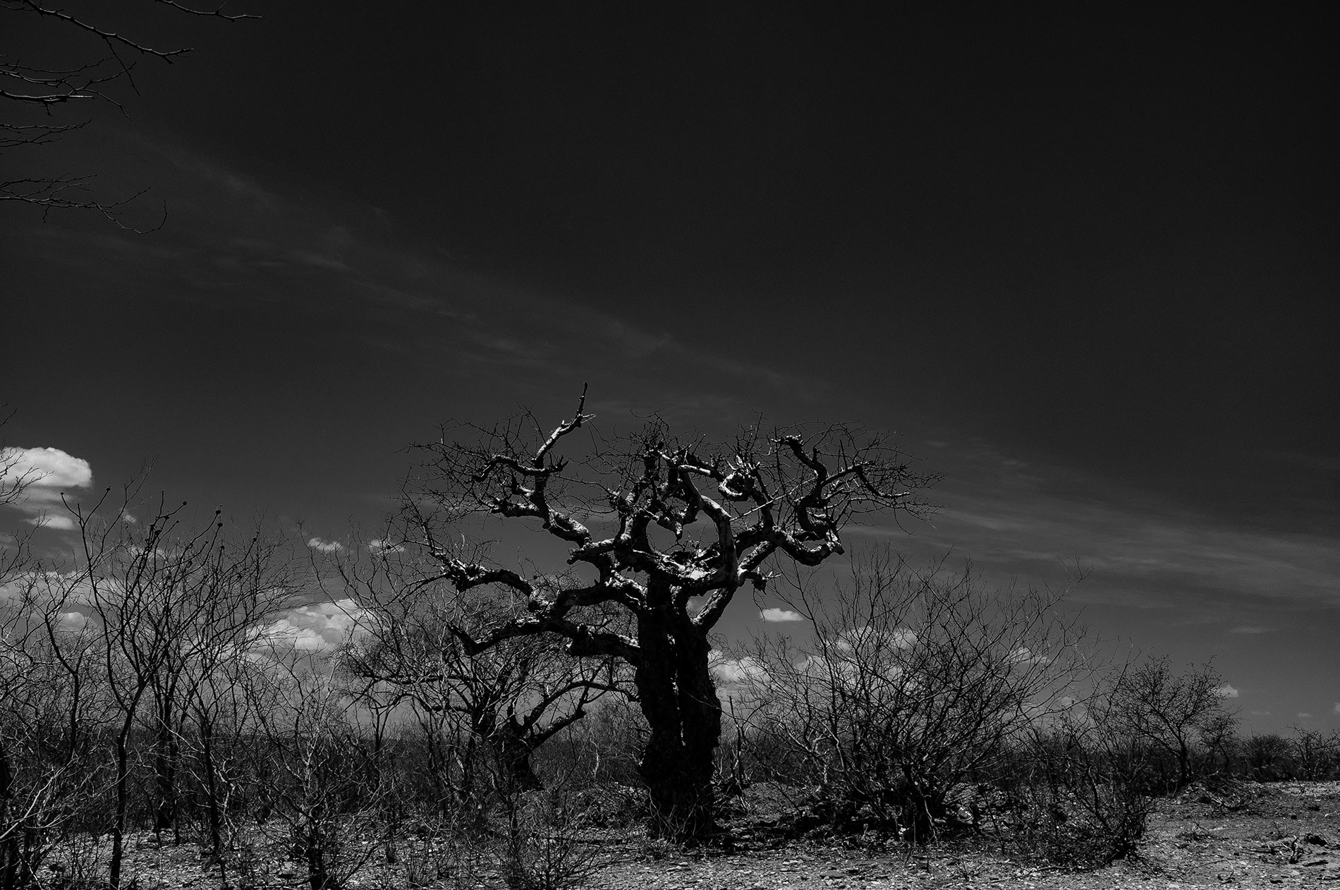 Caatinga drought