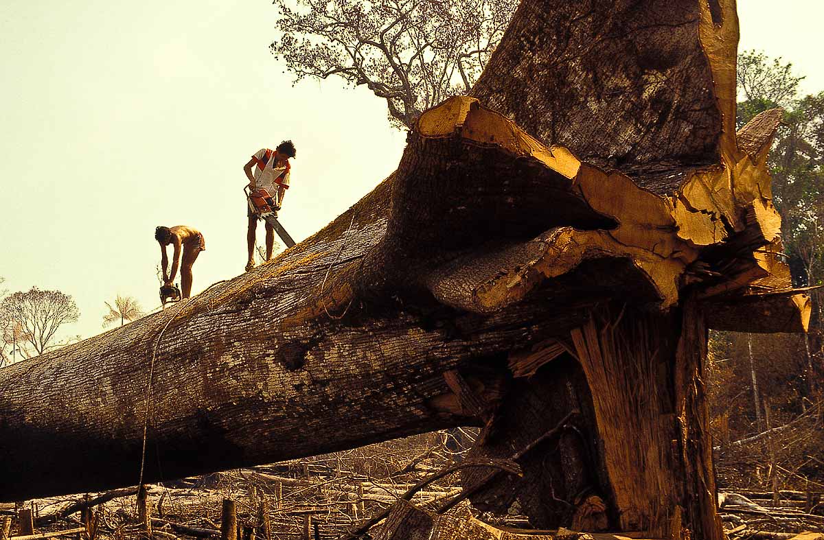 Amazon deforestation chainsaw