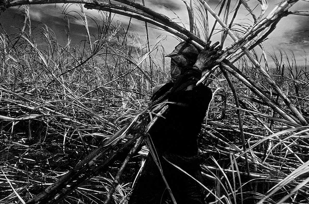 Kaiowas Indigenous People sugarcane cutter