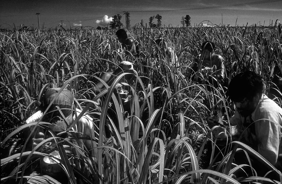 Kaiowas Indigenous People sugarcane cutters